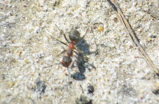 Formica pratensis - réti vöröshangya