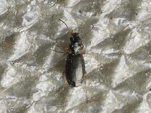 Syntomus pallipes - sárgalábú gyökérfutó