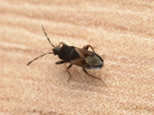 Tropistethus holosericus - törpebodobács
