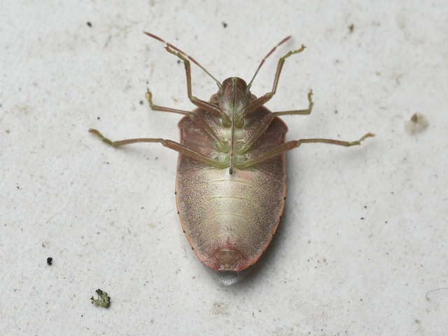 Acrosternum heegeri - rőtcsápú vándorpoloska
