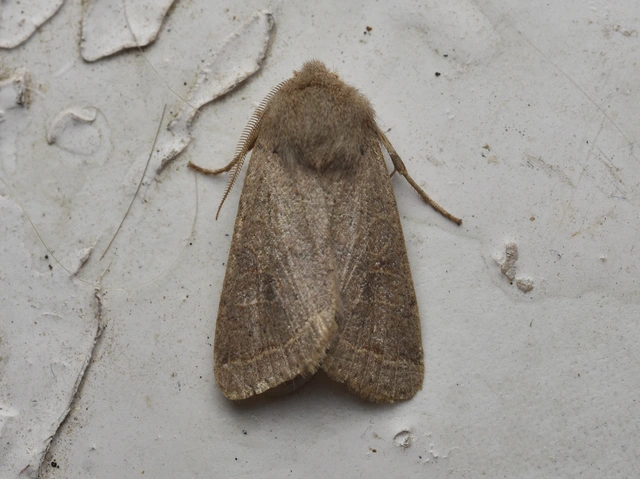 Orthosia cerasi - közepes barkabagoly