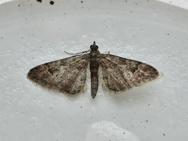 Gymnoscelis rufifasciata - vöröscsíkos törpearaszoló