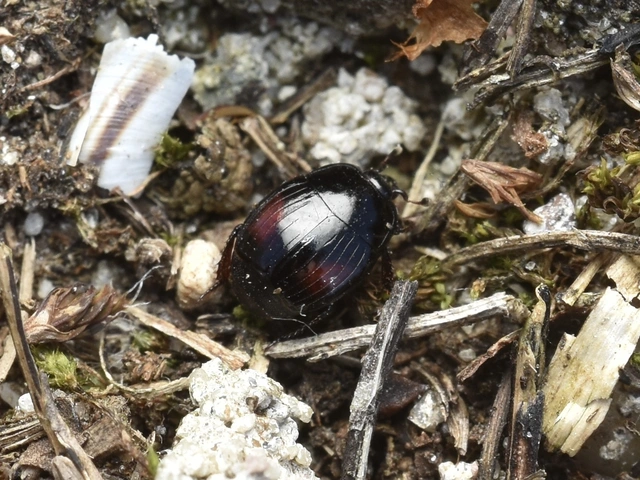 Margarinotus purpurascens - vöröslő sutabogár Margarinotus purpurascens - vöröslő sutabogár