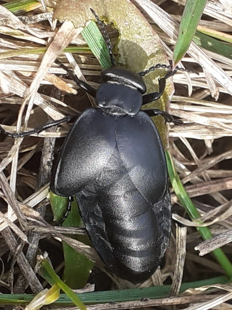 Meloe uralensis - uráli nünüke