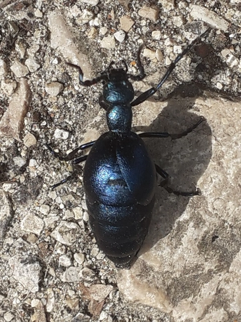 Meloe violaceus - kék nünüke