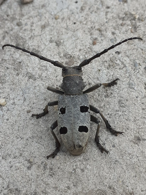 Morimus asper funereus - gyászcincér