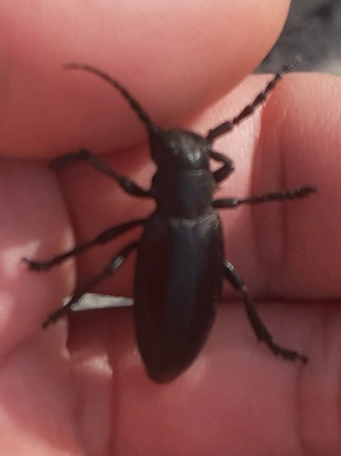 Dorcadion aethiops - fekete gyalogcincér