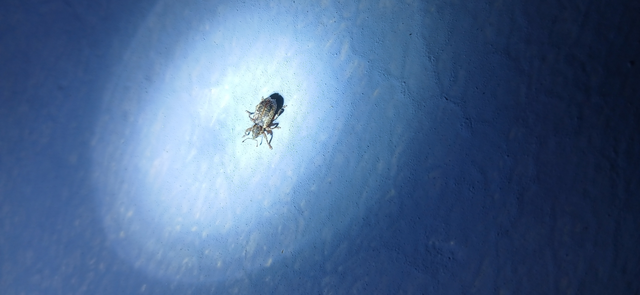 Dorytomus ictor - szegélyes hangormányos