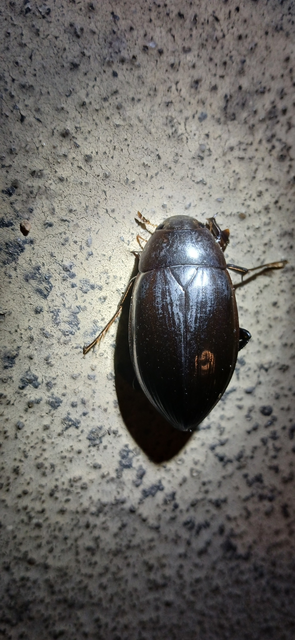 Hydrophilus piceus - közönséges óriáscsibor