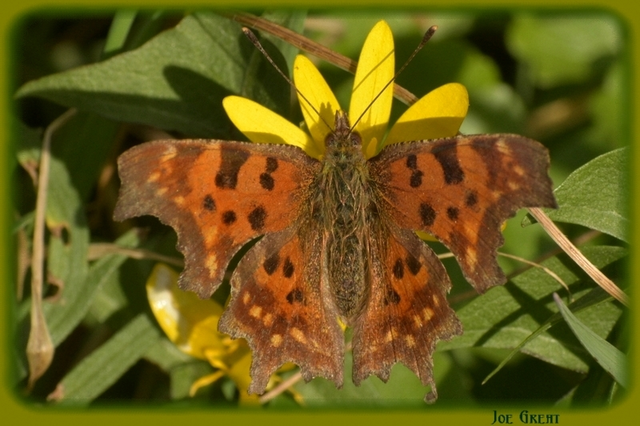 Nymphalis c-album - C-betűs lepke