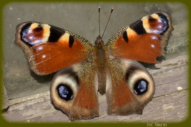 Nymphalis io - nappali pávaszem