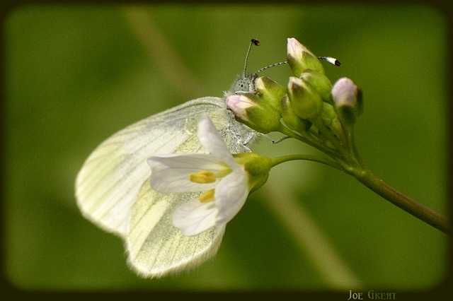 Leptidea sinapis - mustárlepke