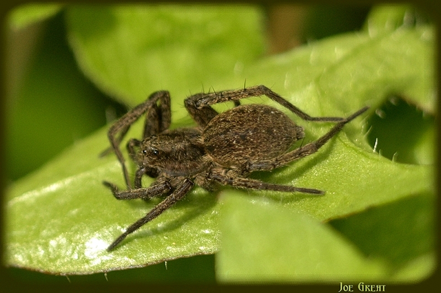 Araneae - Pókok
