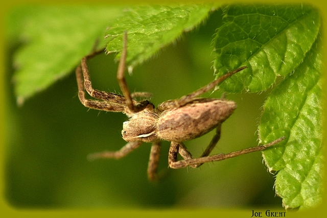 Araneae - Pókok