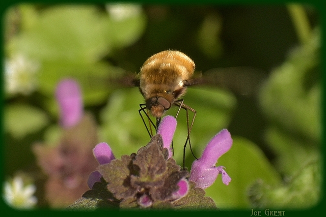 Diptera - Kétszárnyúak