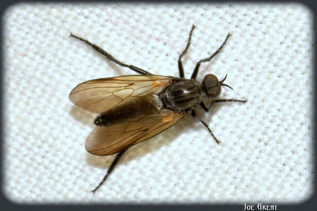 Diptera - Kétszárnyúak