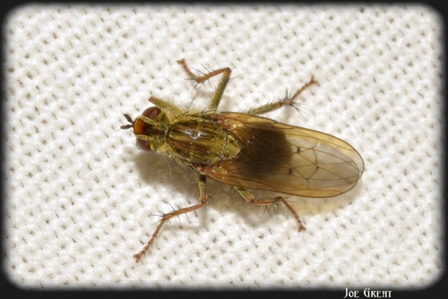 Diptera - Kétszárnyúak