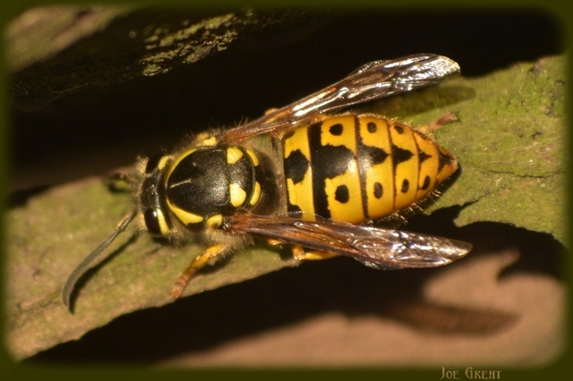 Vespula