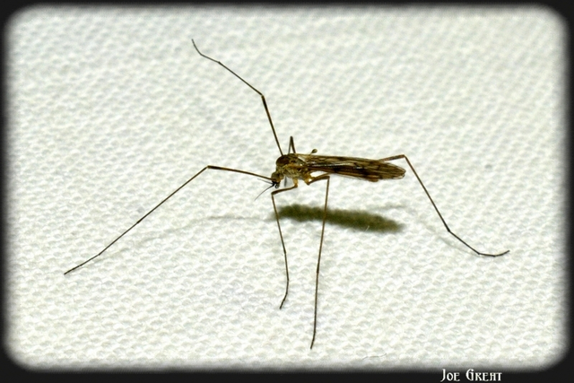 Diptera - Kétszárnyúak
