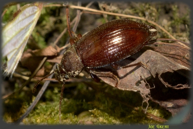 Stenomax aeneus - bronzos gyászbogár