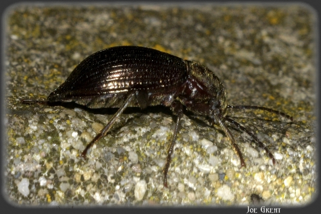 Stenomax aeneus - bronzos gyászbogár