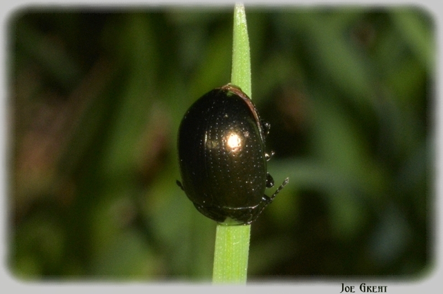 Chrysolina
