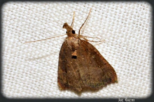 Hypena rostralis - közönséges karcsúbagoly