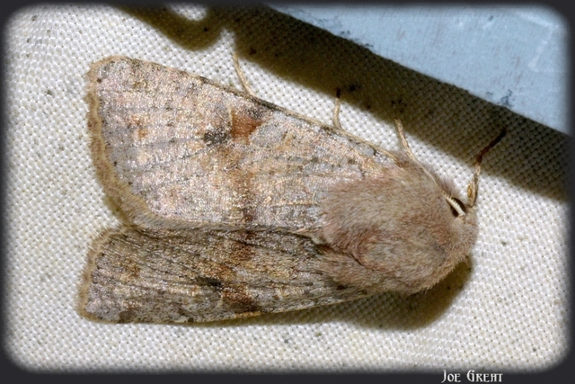 Orthosia incerta - változékony barkabagoly