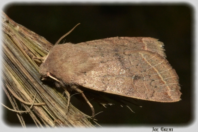 Orthosia cerasi - közepes barkabagoly