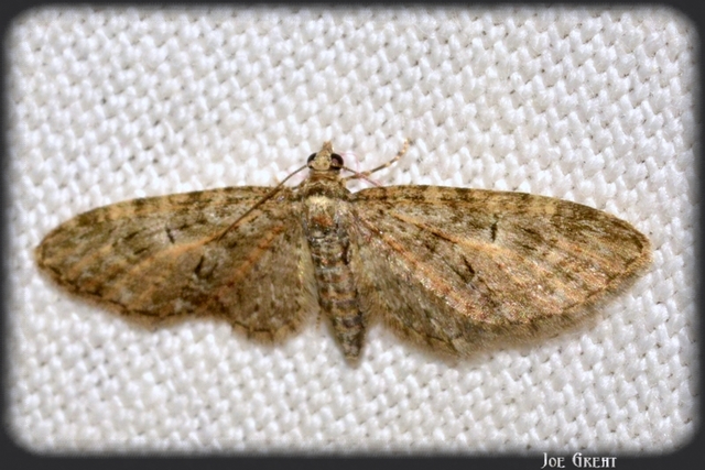 Eupithecia abbreviata - korai törpearaszoló