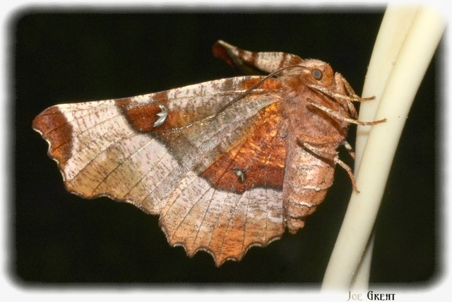 Selenia tetralunaria - négyfoltos holdasaraszoló