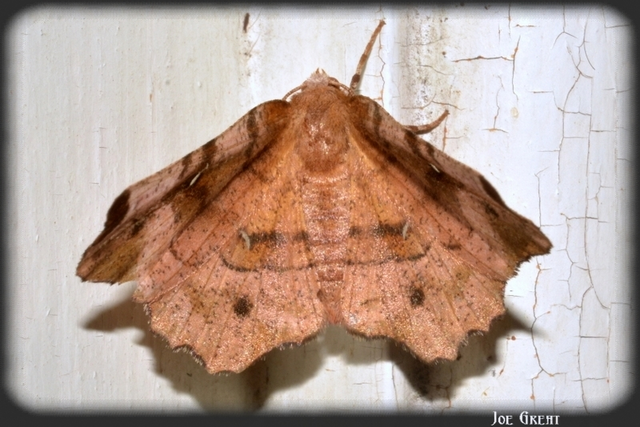 Selenia tetralunaria - négyfoltos holdasaraszoló