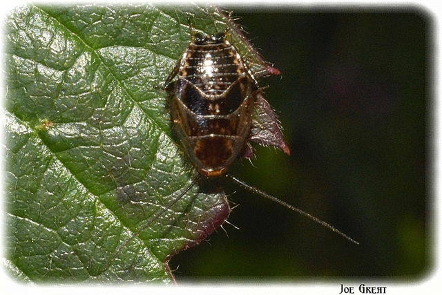 Blattodea - Csótányok