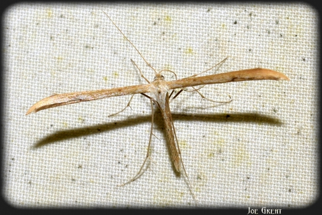 Emmelina monodactyla/argoteles