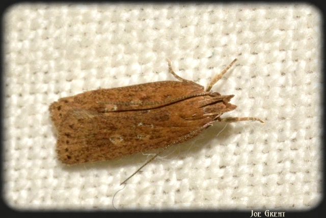 Helcystogramma triannulella - szuláksodró lápimoly