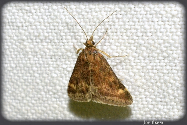 Pyrausta despicata - réti bíbormoly