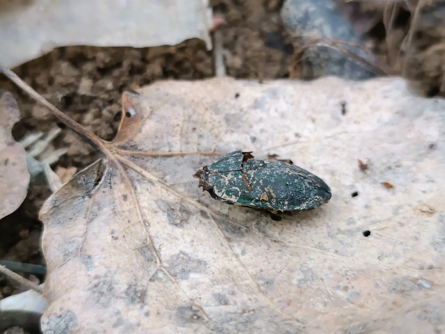 Carabus scheidleri - változó futrinka