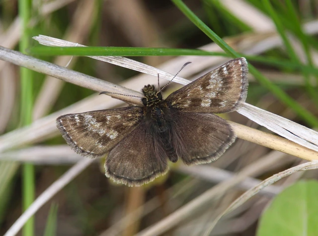 Erynnis tages - cigánylepke