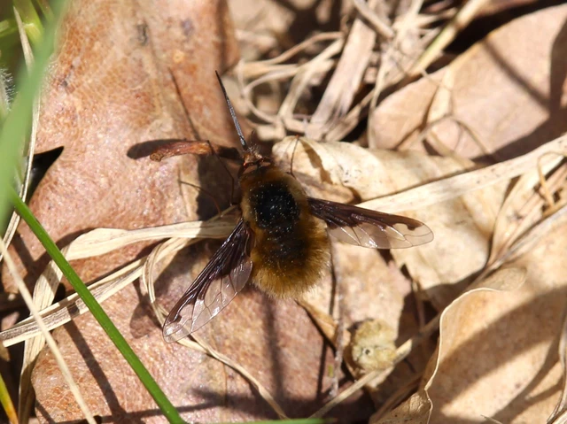 Bombylius major - szegélyes pöszörlégy
