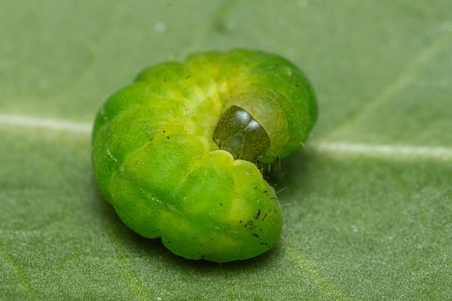 Phlogophora meticulosa - vándorló csipkésbagoly