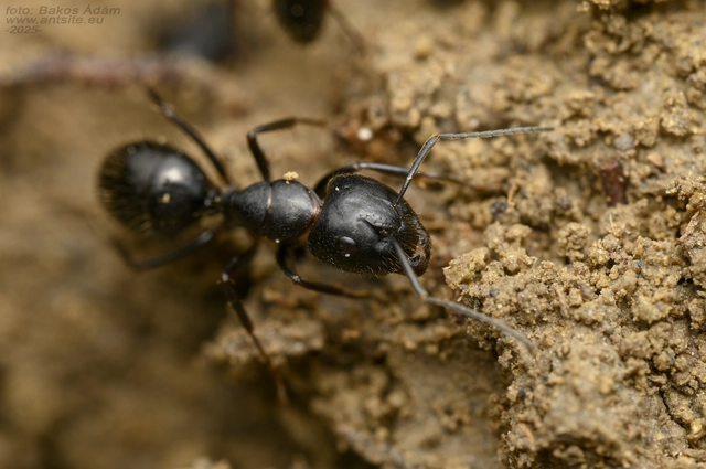 Camponotus aethiops - szőrös lóhangya