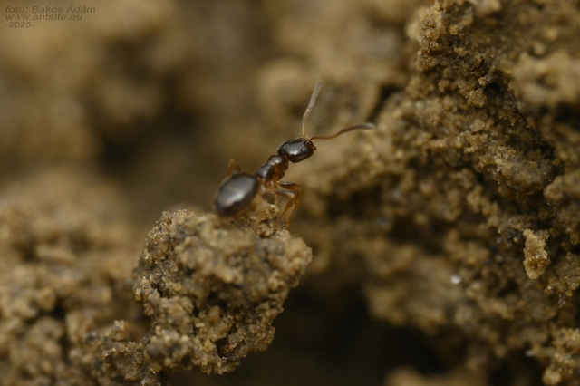 Plagiolepis pygmaea - lapos törpehangya