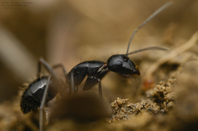 Camponotus aethiops - szőrös lóhangya
