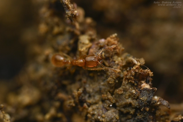 Solenopsis fugax - tolvajhangya