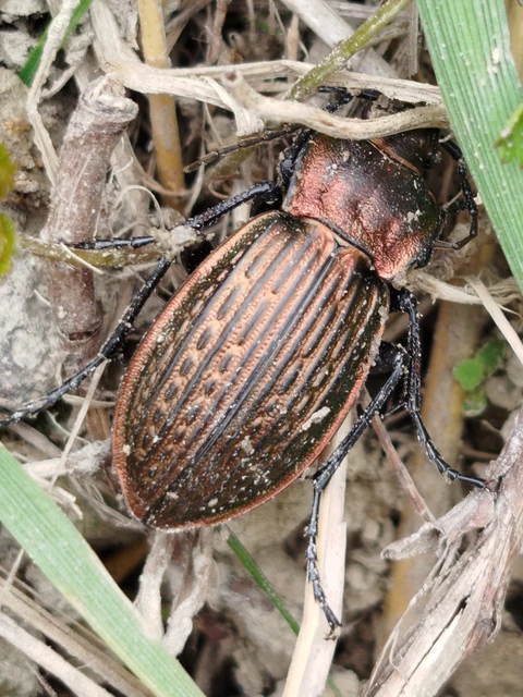 Carabus ulrichii - rezes futrinka Carabus ulrichii - rezes futrinka