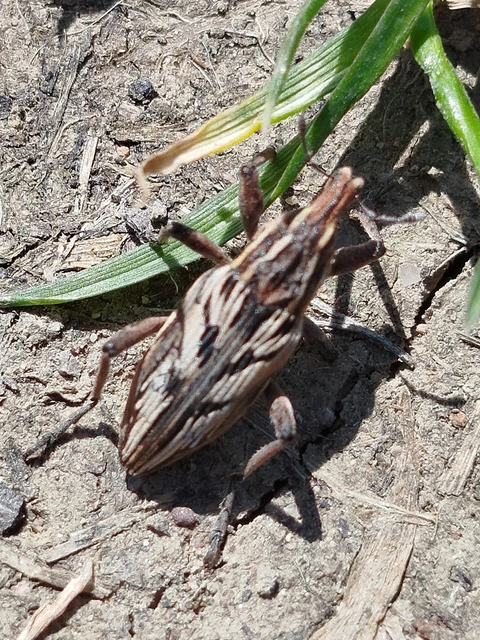 Coniocleonus nigrosuturatus - nyíljegyes barkó