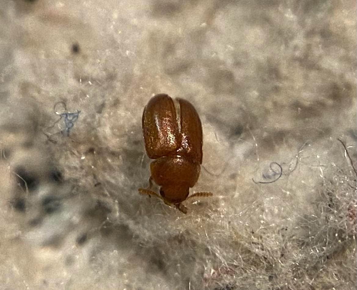 Pentaphyllus testaceus - kis korhadékbogár