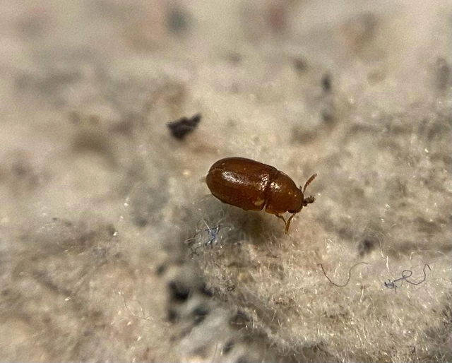 Pentaphyllus testaceus - kis korhadékbogár