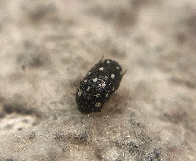 Lanorus punctatus - sokpettyes szűcsbogár