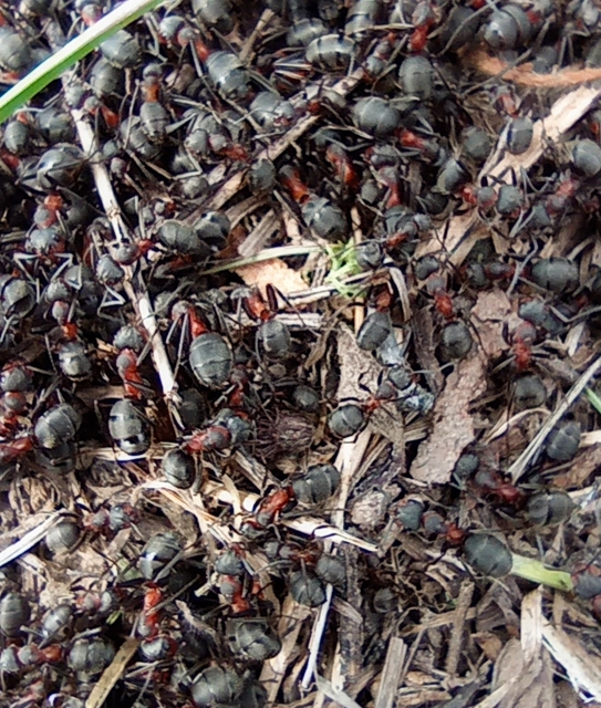 Formica pratensis - réti vöröshangya